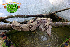 viveiro_02_web.jpg