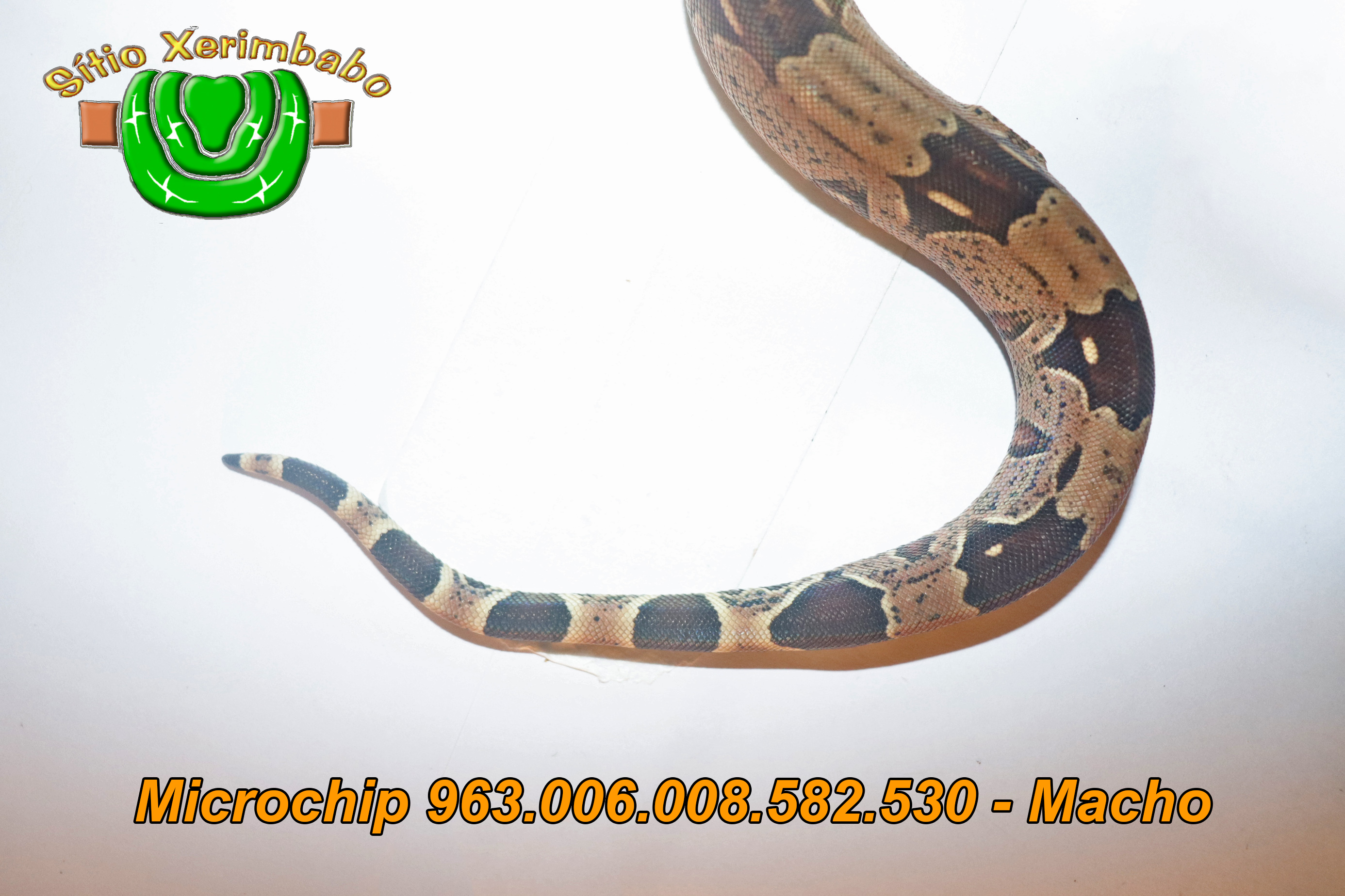 963.006.008.582.530 Macho (3) copiar.jpg