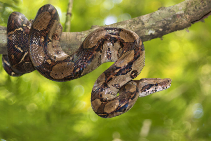 a-jiboia-uma-serpente-pertencente-familia-boidae-essa-especie-apresenta-habitos-terrestres-arboricolas-5ca608821c6e3.jpg