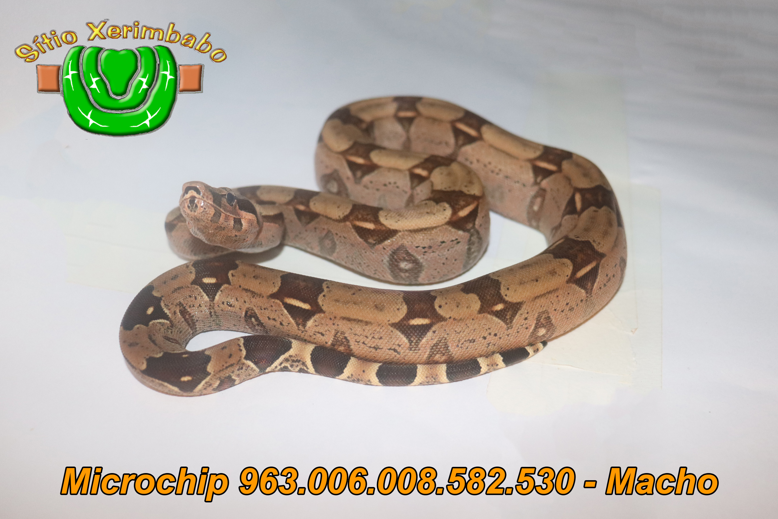 963.006.008.582.530 Macho (1) copiar.jpg