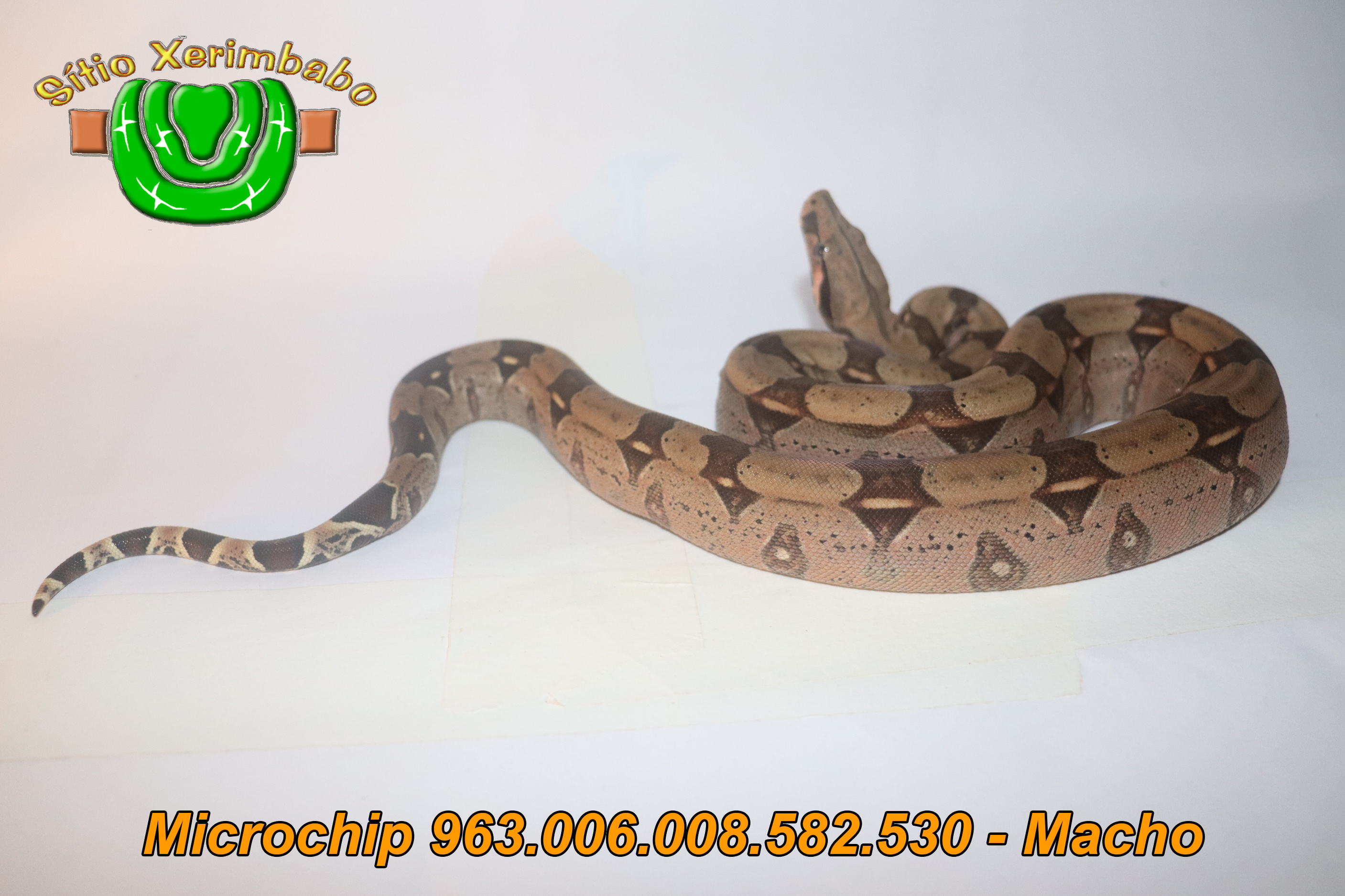 963.006.008.582.530 Macho (4) copiar.jpg